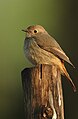 Hodgson's redstart, Manas NP, Assam, India