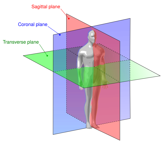 Файл:Human anatomy planes.svg