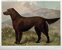 Irish Setter 1881