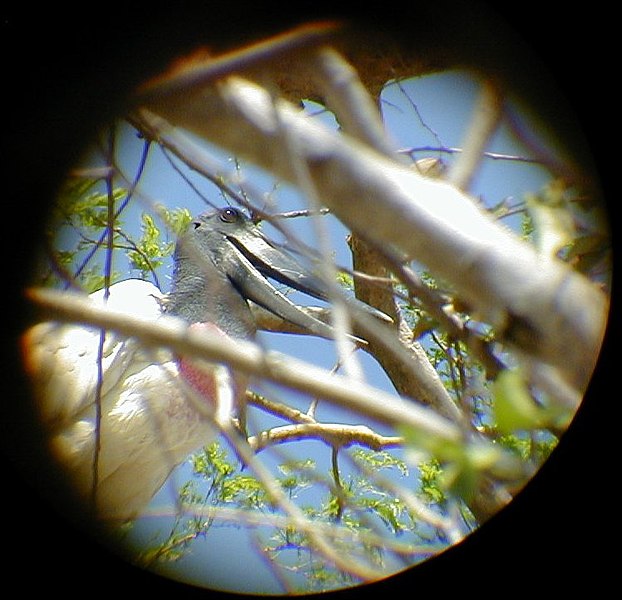 File:Jabiru telephoto.jpg