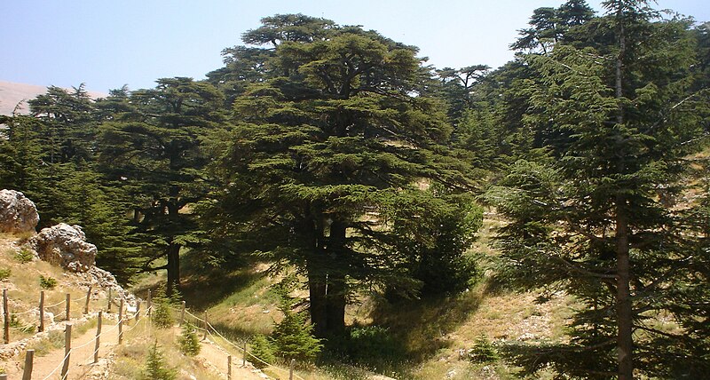 File:Lebanon cedar forest.jpg