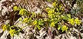 Lepidium flavum