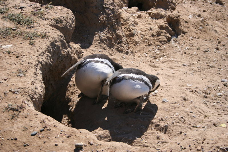 Archivo:Magellanic penguin3.jpg