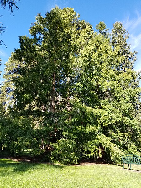 File:Metasequoias planted in 1950.jpg