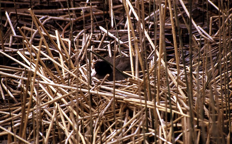 File:Nesting-american-coot.jpg