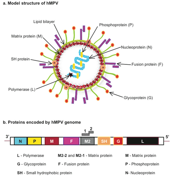 Файл:Pathogens-04-00682-g001.png