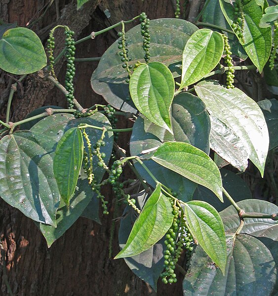 File:Pepper bunches Piper nigrum.jpg