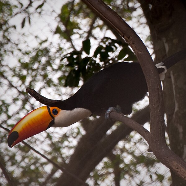 Archivo:Ramphastos toco in Argentina.jpg