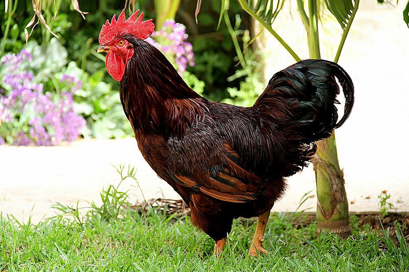 File:Rhode Island Red Rooster.JPG