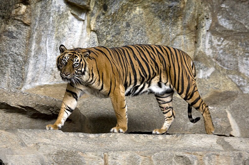 File:Sumatran Tiger Berlin Tierpark.jpg