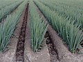 Ploughed by a rotary tiller and/or hoe; well formed hilling (Japanese Une 畝) for the scallions aims at obtaining a larger crop yield