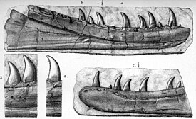 Иллюстрация, изображающая слепок челюсти «Newtonsaurus», которая изначально приписывалась к роду Zanclodon