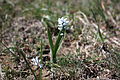 Hyacinthella leucophaea, Ульяновский район Кировоградской области, Украина