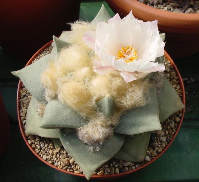 Файл:Ariocarpus retusus Flower.jpg