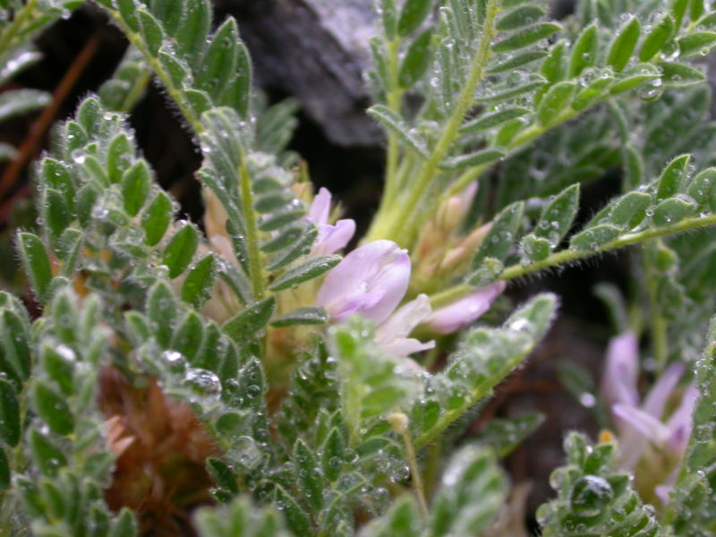 Archivo:Astragalus sempervirens1.JPG