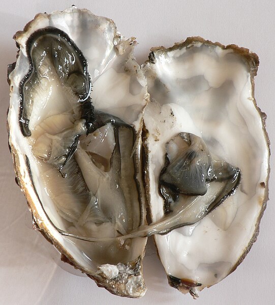 File:Crassostrea gigas Marennes p1050142.jpg