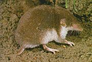 Brown shrew