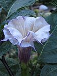 Datura