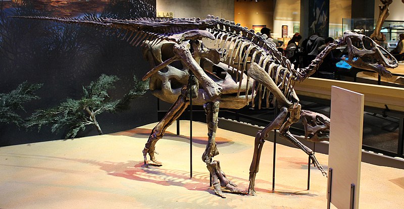 File:Edmontosaurus Perot Museum.jpg