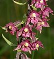 Дремлик тёмно-красный (Epipactis atrorubens) - средняя часть соцветия