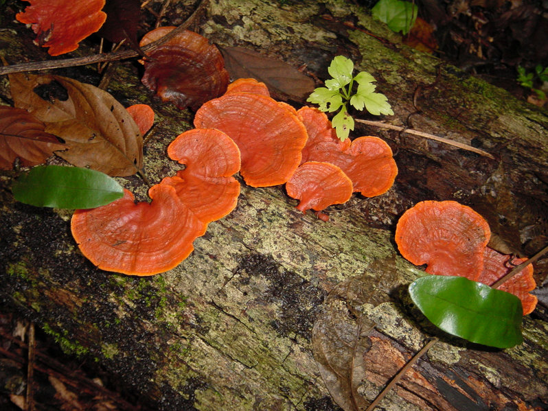 File:Fungi Belize.jpg