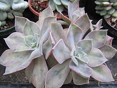 Graptoveria 'Fred Ives'