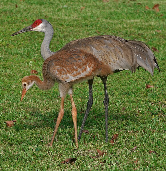 Archivo:Grus canadensis.jpg