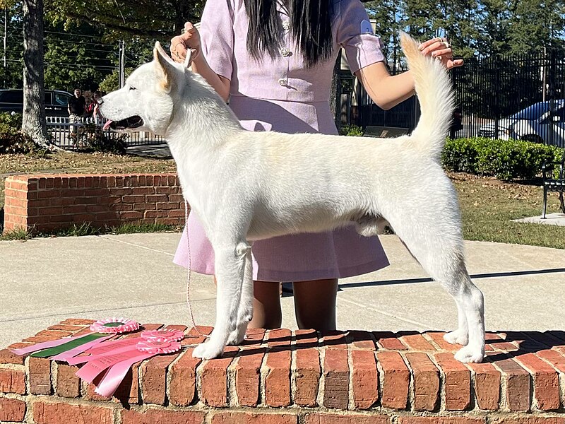 File:Jindo at dog show.jpg