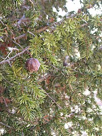 Branches in Israel