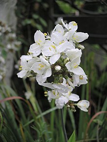 Libertia grandiflora.JPG