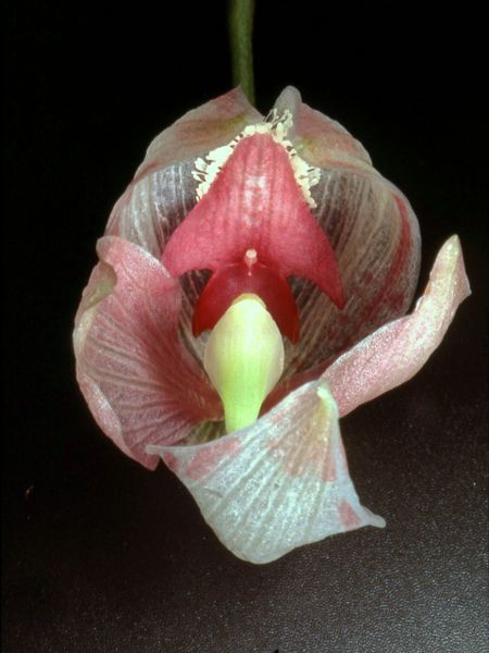 File:Paphinia seegeri Orchi 02.jpg