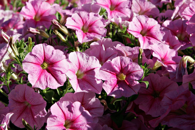 File:Pink petunias.jpg