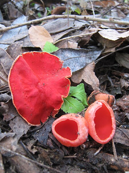 Archivo:Sarcoscypha coccinea (Scop.) (2).jpg