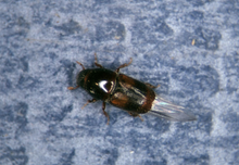 Scolytus schevyrewi UGA 1326205.png