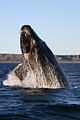 Southern right whale in Península Valdés, Argentina.