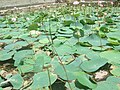 Sugreevar theertham, Lotus pond on the way to Ramar Padham