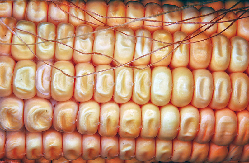 File:Sweet corn.jpg