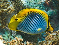 The tail-spot butterflyfish is conspicuously coloured, but its eye is camouflaged and the tail has a false eye, adding to the illusion by distracting predators' attention from the head.