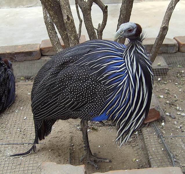 File:Vulturine Guineafowl.JPG