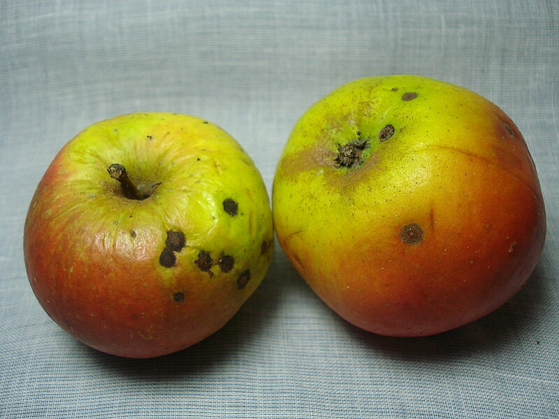 File:Winterzitronenapfel.JPG