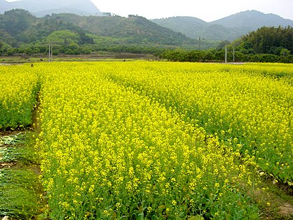 位於龍門縣南崑山下的油菜花田。