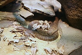 Змея смертельная (Acanthophis antarcticus)