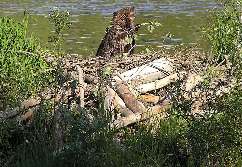 File:American Beaver with dam.JPG