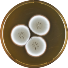 Aspergillus flavipes meaox.png