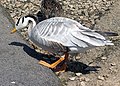 Bar-headed Goose Anser indicus at Slimbridge Wildfowl and Wetlands Centre, England