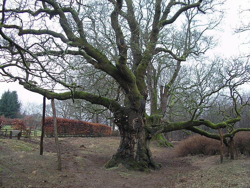 File:Birnam Oak.JPG