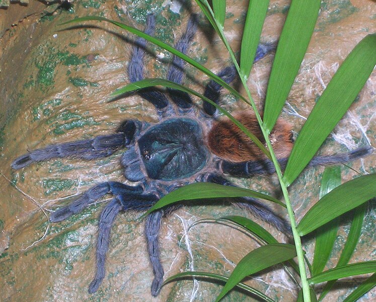 Archivo:Chromatopelma-cyaneopubescens-2348.JPG