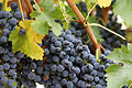 Wine grapes with glaucous coating