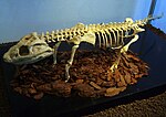 Miniatura para Comahuesuchus