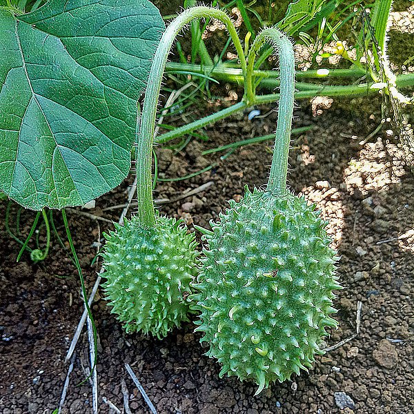 File:Cucumis anguria, Fruits 02.jpg